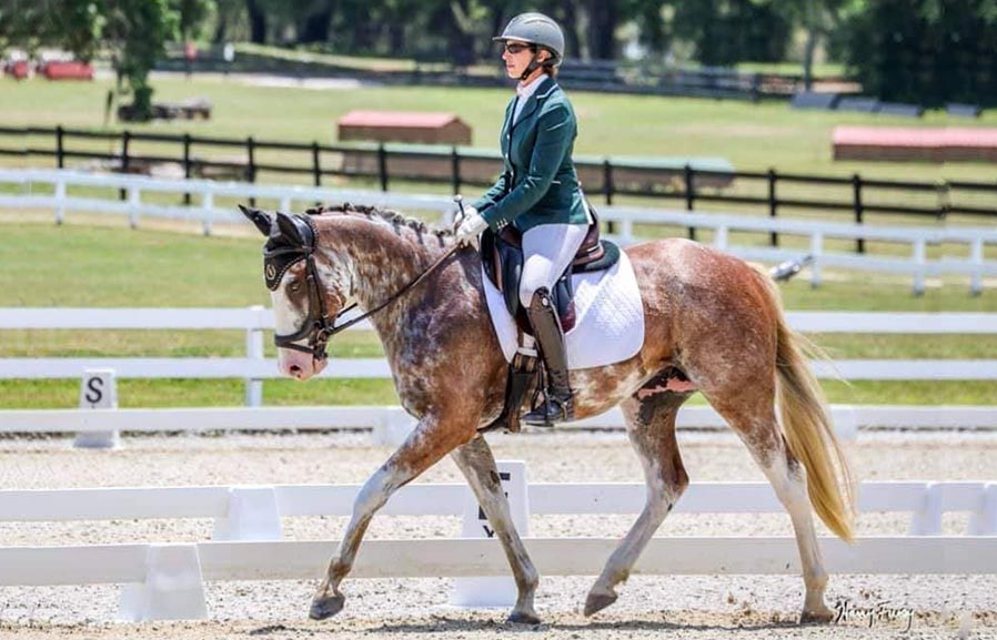 White Spotted Thoroughbred